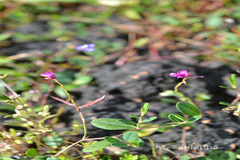 Indigofera dalzellii